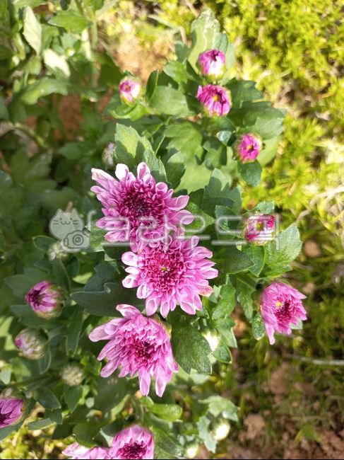 국화,국화꽃,소국,가을꽃,식물,flower,blossom,plant