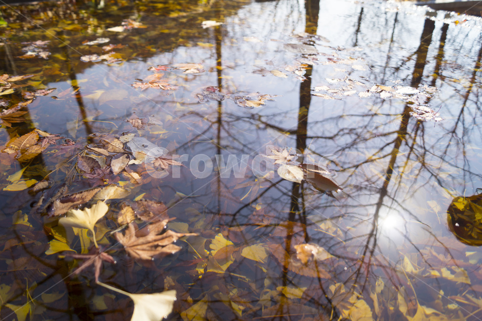 단풍,물,흐름,잎,단풍잎,나무잎,물속,물위,가을,계절,fall,autumn,season,nature,자연,land,땅,outdoors,옥외,water
