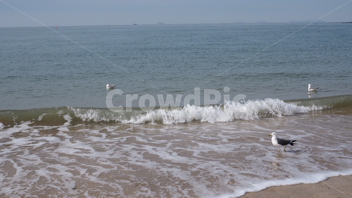 바다,해변,파도,갈매기,대천,자연,풍경,nature,landscape,동물,animal,조류,새,birds,ocean,대양,water,물,outdoors,옥외,sea,bird,sea waves