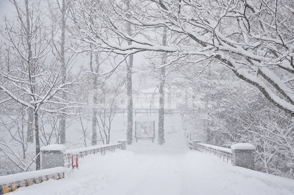 장성,입암산성,남창게곡,설경,남창계곡설경,storm,폭풍,tree,나무,plant,식물,ice,빙,snow,눈,winter,겨울,nature,자연,outdoors,옥외,blizzard,눈보라,겨울,계절,winter,season,자연,풍경,nature,landscape