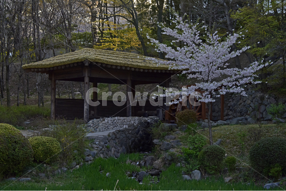 보문정,경주,보문관광단지,벚꽃,호수,작은연못,자연,풍광,경치,자연,풍경,nature,landscape