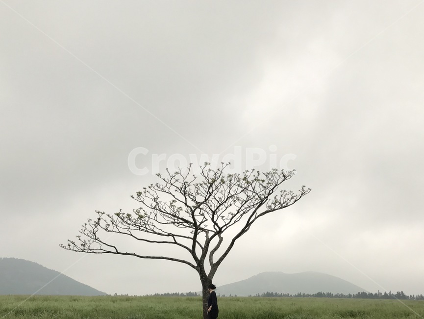 제주도,나홀로나무,먹구름,비,나무