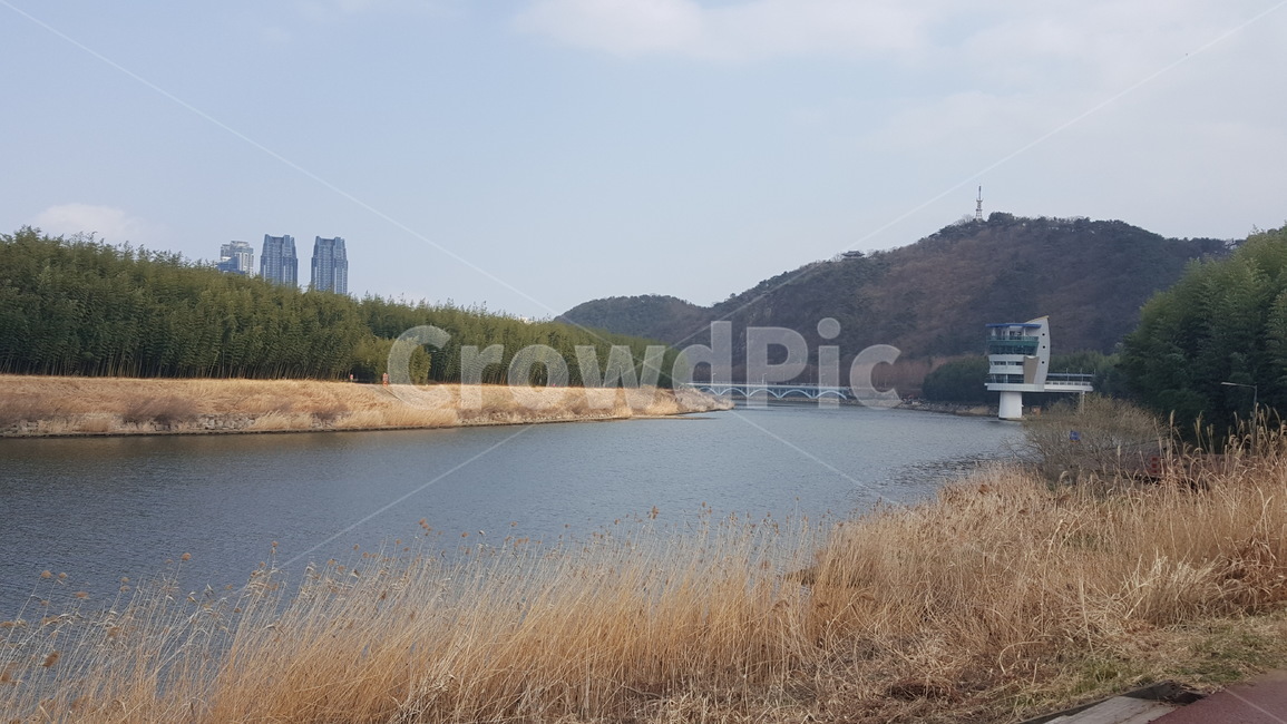 태화강,십리대밭,십리대숲,산책길,태화강전망대,river,bamboo,철새도래지,자연,풍경,nature,landscape,water,물,reservoir,저수지,outdoors,옥외