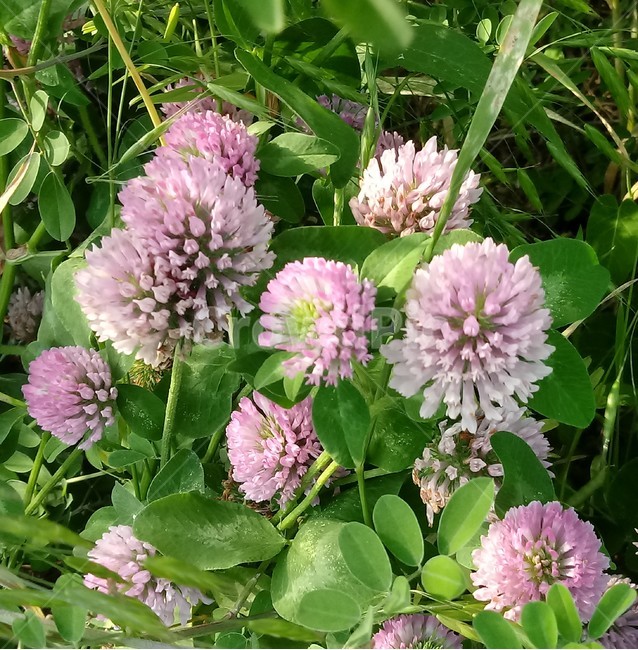 붉은토끼풀,홍삼엽,레드클로버,콩과,redclover,다년생초본,홍차축초,홍조초,홍화목숙