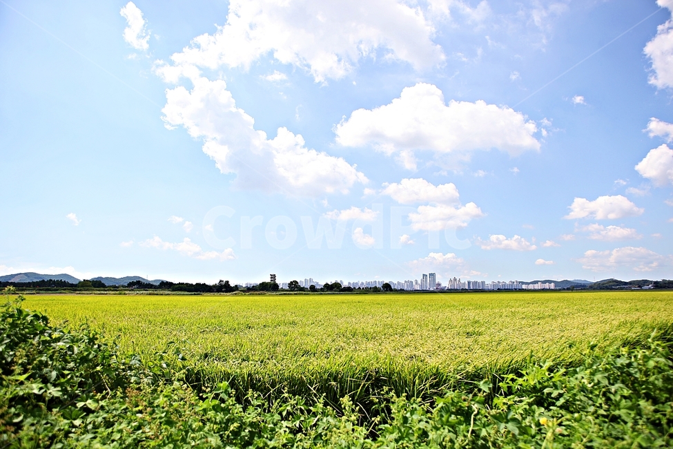 벼,곡식,쌀,논,농업,농사,들,자연,풍경,하늘,구름,자연,풍경,nature,landscape,outdoors,옥외,field,agriculture,grassland,목초지
