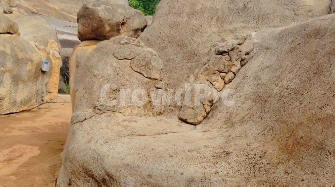 human,자연,nature,돌,나무,열대우림,열대,rock,록