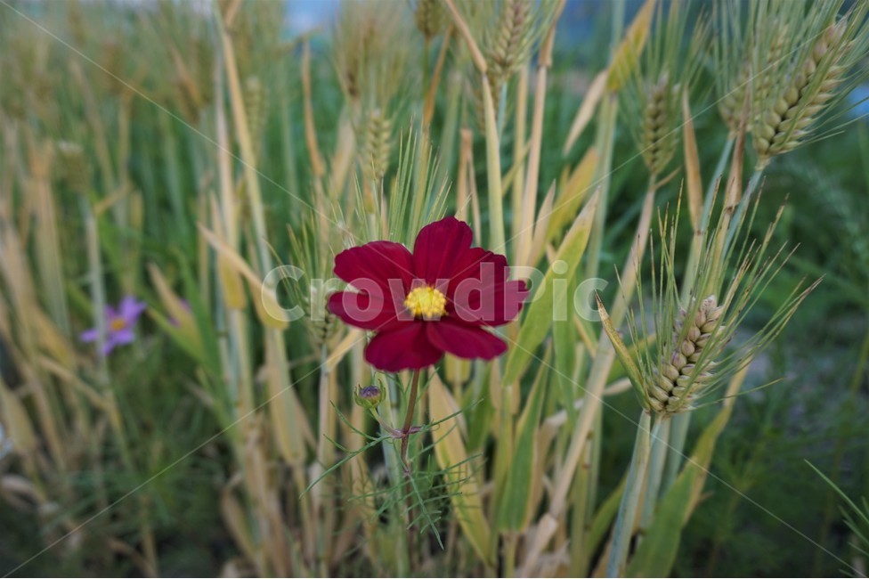 꽃,들꽃,강가,산책로,샛강,자연,flower,flowers,riverside,trail,nature,wildflowers,식물,자연,plants,nature,꽃,flower