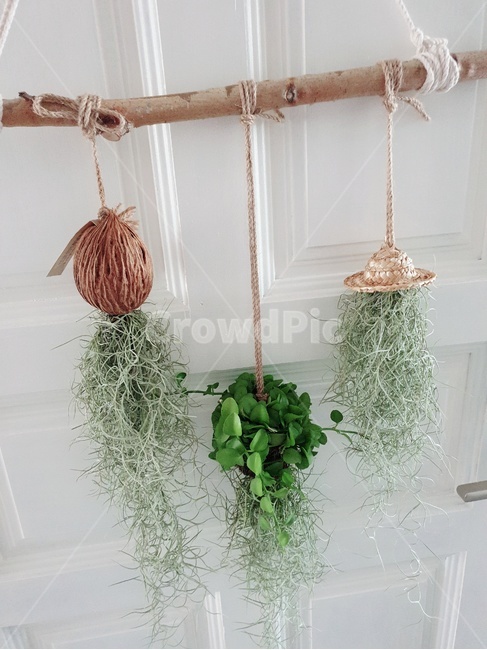 식물,plant,틸란드시아,homedecor,행잉플랜트