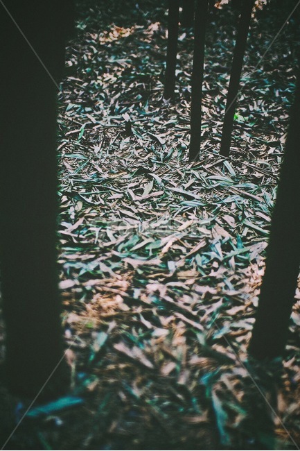 겨울,감성사진,대나무,계절,식물,emotion,색감,필름,winter,bamboo,season,plant,green,film,color,자연,풍경,nature,landscape,감성,sensible,feeling