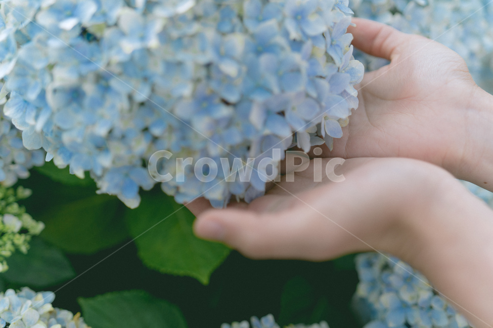 수국,꽃,꽃잎,손,컨셉,연출,concept,여름,식물,자연,plants,nature,flower,감성