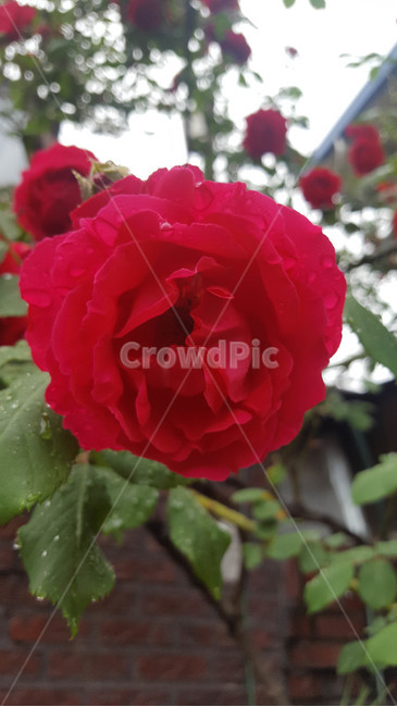 봄,식물,근접,꽃,flower