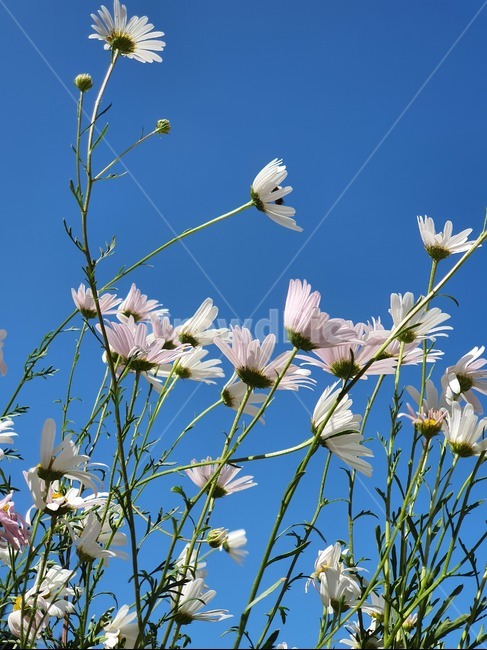 plant,식물,데이지,꽃,하늘,가을하늘,식물,자연,plants,nature,꽃,flower