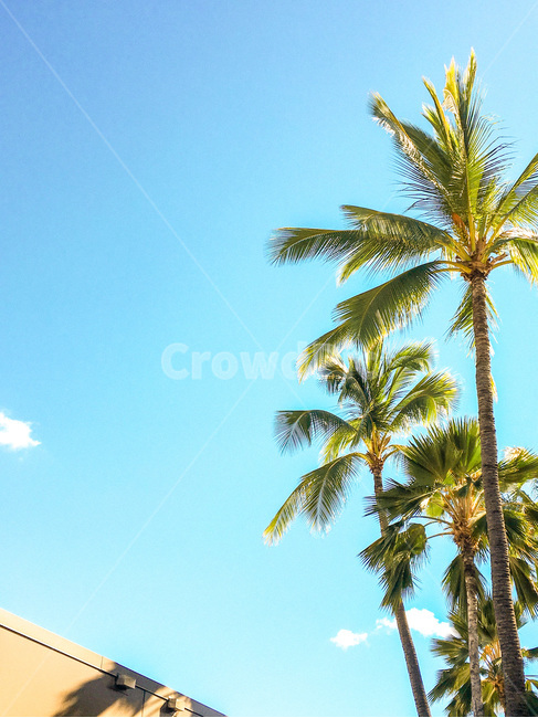 하늘,야자수,여름,나무,tree,해외,공항,배경,sky