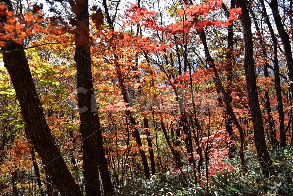 치악산,가을,풍경,단풍,탐방,국립공원,빨간단풍,파란하늘,가을색,오색,울긋불긋,알록달록,그림같은,칼라풀,뷰티플,아름다운,힐링,감성,자연,정취,산세,명산,100대명산,nature,산,등산,트레킹,풍경사진,가을사진,가을색채,가을의정취,맑음,청명,가을날씨,가을,계절,fall,autumn,season,자연,풍경,nature,landscape,식물,plants,나무,trees,wood,tree,plant,maple,leaf,잎