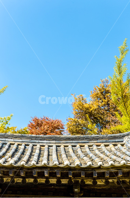 가을,기와,선,단풍,문양,전통,가을,계절,fall,autumn,season,한국전통,한국문화,korean traditional,korean culture,건축물,건물외관,exterior,building,structure,architecture,construction