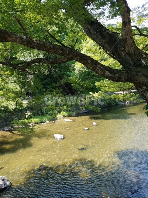 나무,마곡사,여름,계곡,초록,그늘,절