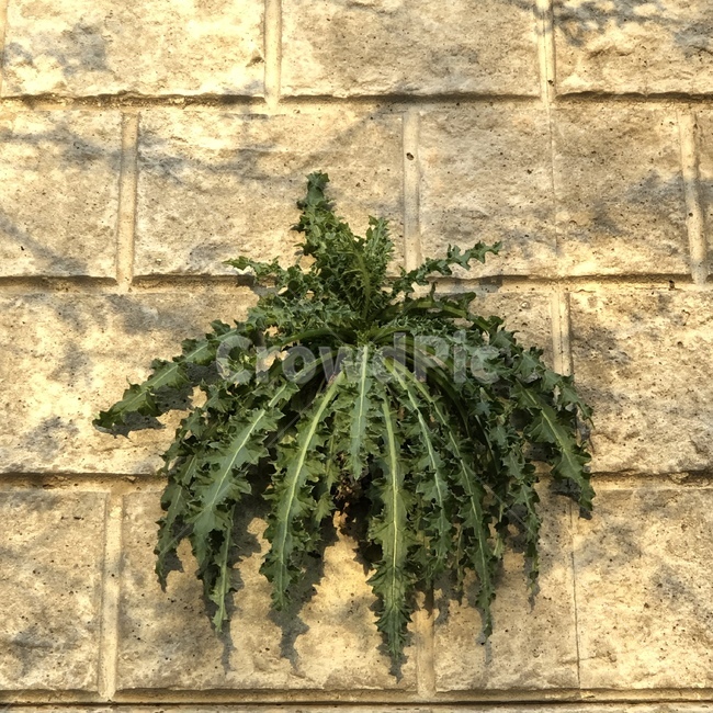 풀,벽,여백의미,식물,plant,식물,자연,plants,nature