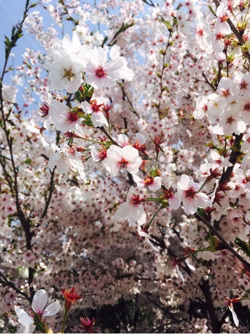 벚꽃,꽃놀이,평화로운꽃,축제,꽃구경,식물,자연,plants,nature,꽃,flower