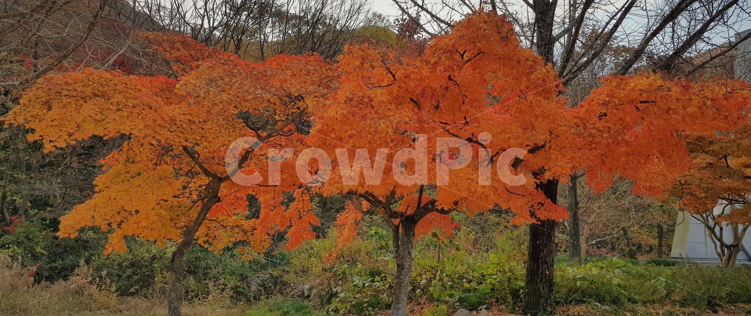 가을,나무,단풍,자연,계절,붉은색,red,tree,fall,nature,autumn,가을,계절,fall,autumn,season,식물,자연,plants,nature,나무,trees,wood,plant,leaf,잎,maple