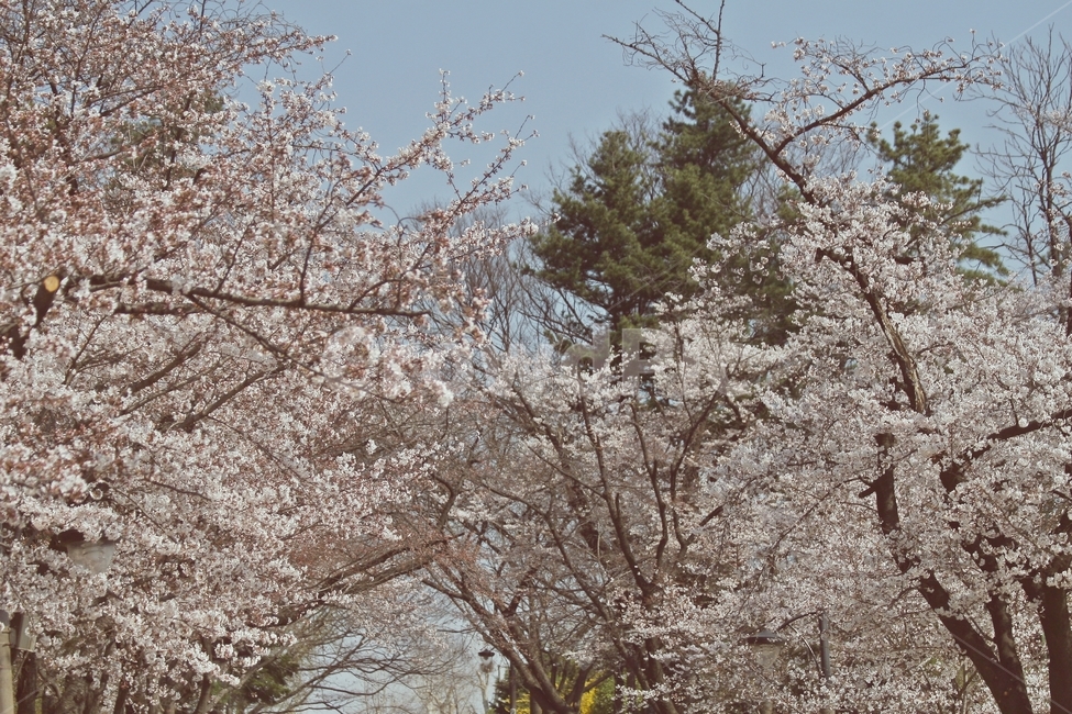 flower,blossom,plant,식물,꽃