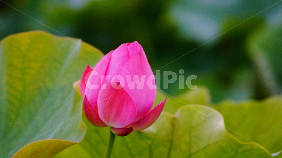연꽃,꽃,꽃사진,식물,자연,식물,자연,plants,nature,꽃,flower