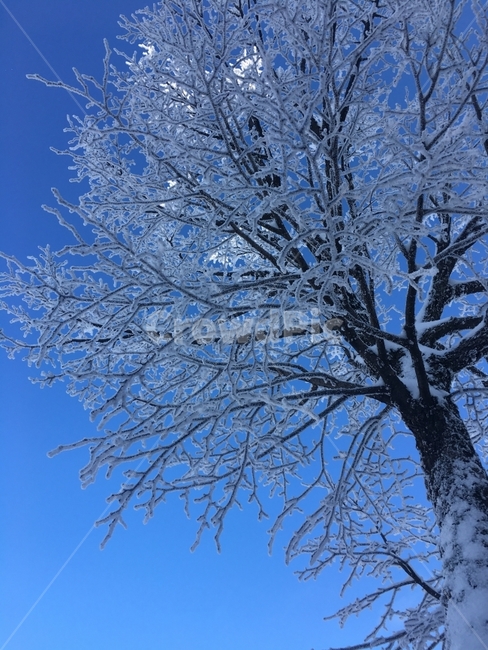 눈꽃,겨울나무,겨울산,하늘,산,겨울,눈,겨울,계절,winter,season,식물,자연,plants,nature,나무,trees,wood
