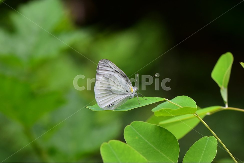 배추흰나비,곤충,나비,자연,butterfly,insect,생태,동물,animal,곤충,벌레,insect,bug