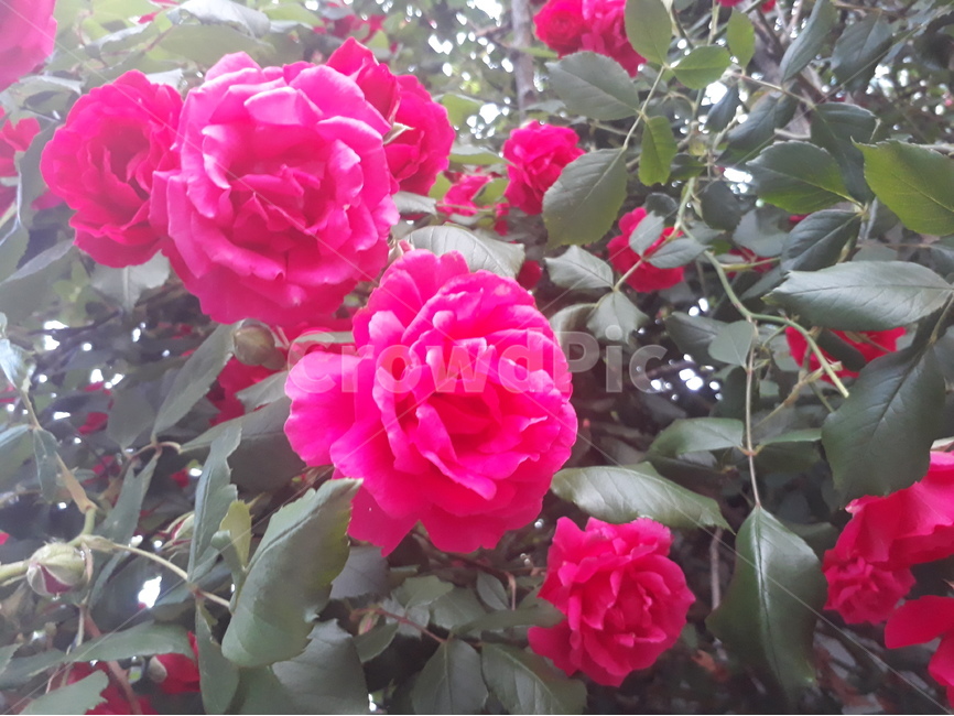 붉은장미,장미,꽃,5월,정열,따스함,자연,식물,자연,plants,nature,꽃,flower