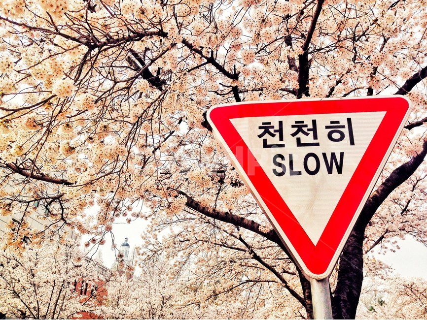 봄,spring,풍경,계절,season,나무,꽃,벚꽃,벚꽃나무,자연,tree,nature,감성사진,감성,emotion,따뜻함,봄,계절,spring,season,식물,자연,plants,nature,나무,trees,wood,교통,교통수단,traffic,transportation