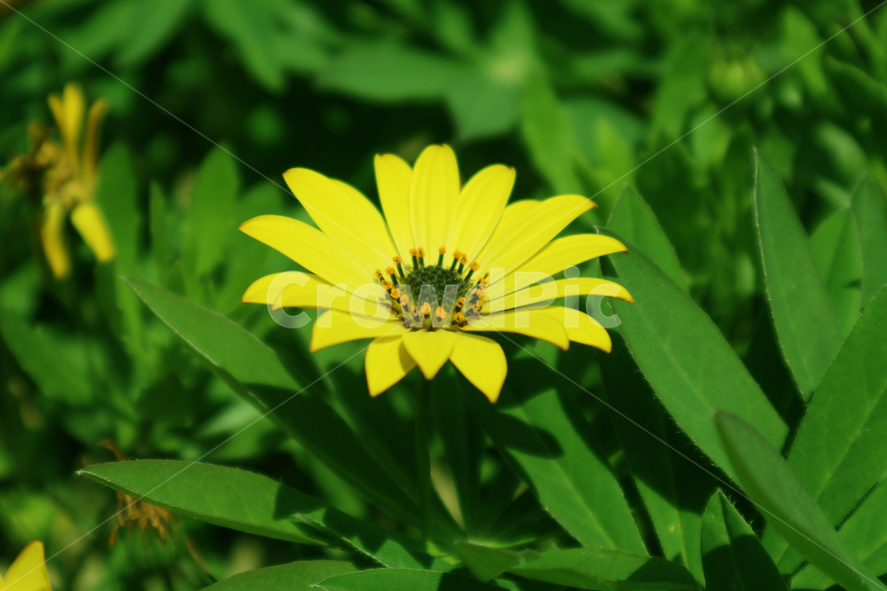 꽃,자연,노랑꽃,flower,봄,식물,자연,plants,nature,꽃,flower