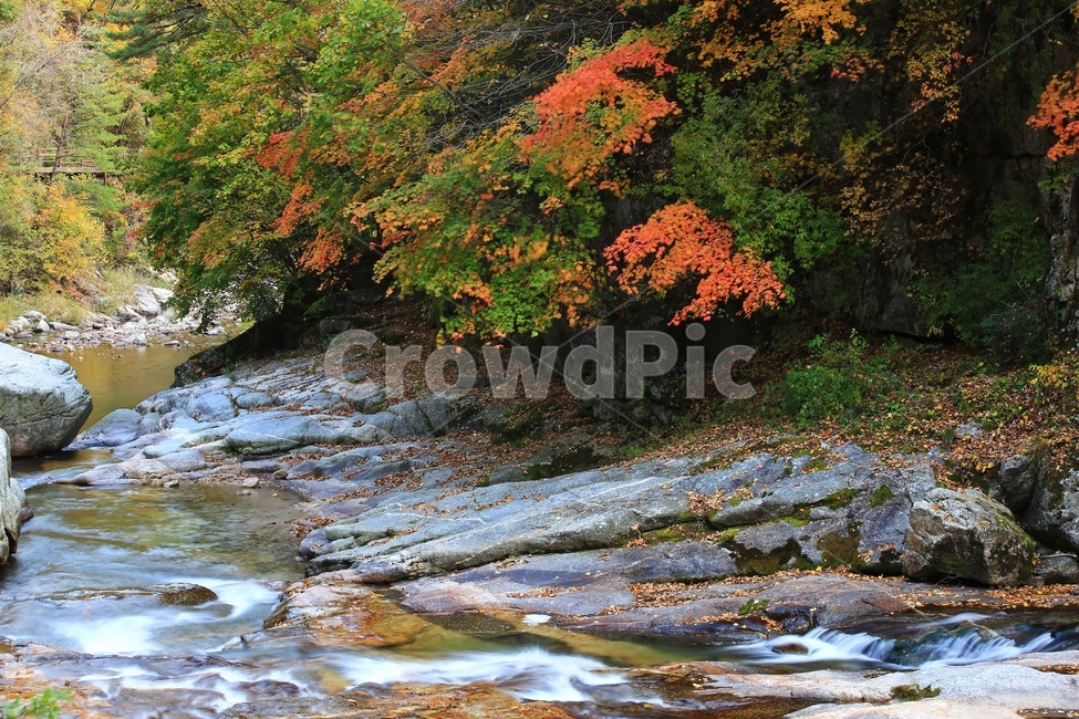 water,물,nature,자연,outdoors,옥외,waterfall,폭포,tree,나무,plant,식물,leaf,잎,stream,흐름,경치,경관,풍경,계곡,가을,만추,추색,강원도,인제,상남,용소폭포,상남용소폭포,상남가을,가을,계절,fall,autumn,season