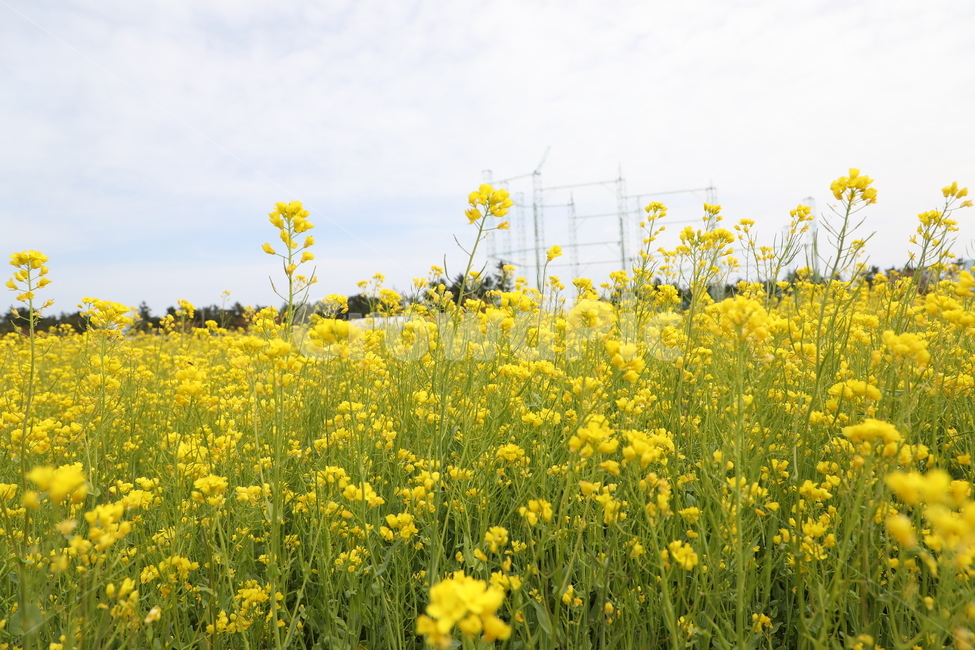 봄,유채,유채꽃,풍경,꽃,시골,자연,봄풍경,봄,계절,spring,season,식물,자연,plants,nature,꽃,flower,grassland,목초지,outdoors,옥외,field,들,meadow,farm,농장,rural,농촌