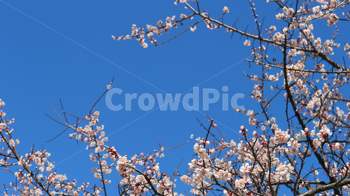꽃,식물,매화,벚꽃,하늘,봄,꽃나무,blossom,flower,spring,sky