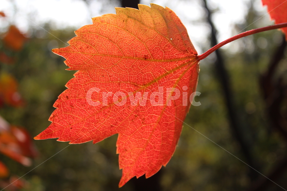 plant,식물,leaf,잎,단풍,가을,계절,fall,autumn,season