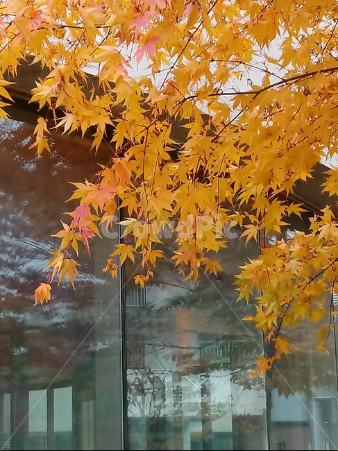 단풍,단풍잎,단풍나무,가을,leaf,잎,plant,식물,tree,나무,계절,fallautumnseason,outdoors,옥외,자연풍경,naturelandscape,가을,계절,fall,autumn,season