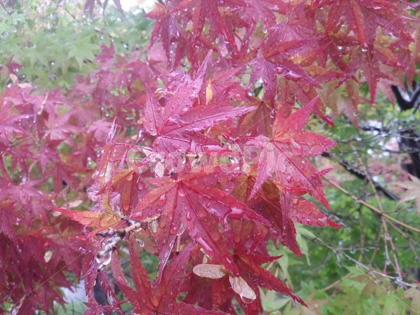 식물,잎,leaf,tree,나무,단풍,plant,식물,자연,plants,nature
