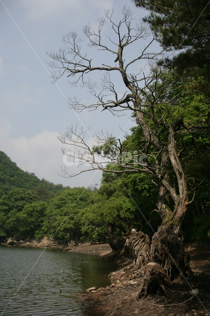plant,식물,tree,나무,treetrunk,나무줄기,호수