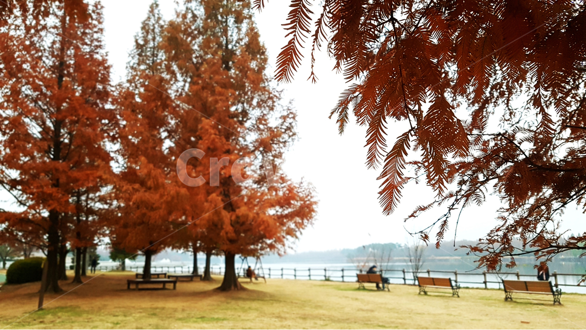 풍경,가을,갈색,landscape,fall,brown,가을,계절,fall,autumn,season,자연,풍경,nature,landscape,bench,벤치,plant,식물,tree,나무,furniture,가구