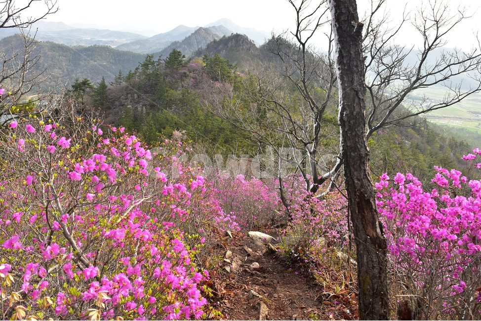 주작산,덕룡산,종주,진달래,풍경,기암,바위,비경,봄풍경,진달래꽃,강진,명산,산행,등산,마운틴,힐링,mountain,landscape,자연,natural,봄,계절,spring,season,자연,풍경,nature,landscape,한국자연풍경,한국자연경관,korea nature landscape,식물,plants,나무,trees,wood