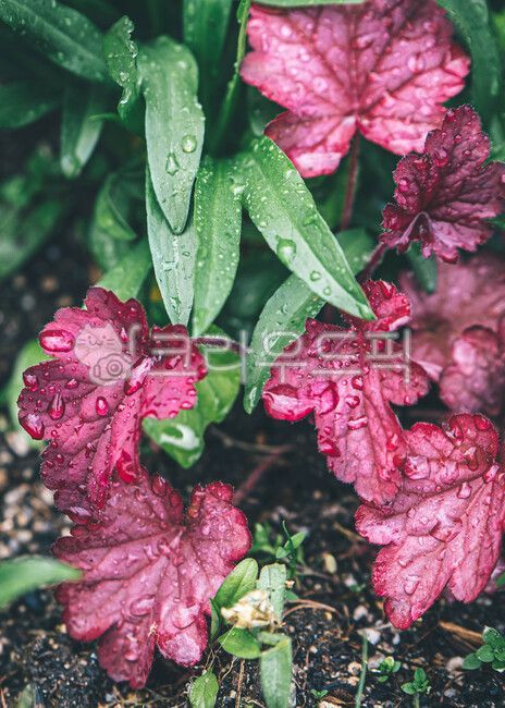 꽃,꽃물방울,잎물방울,물방울,잎,식물,작은물방울,식물,자연,plants,nature