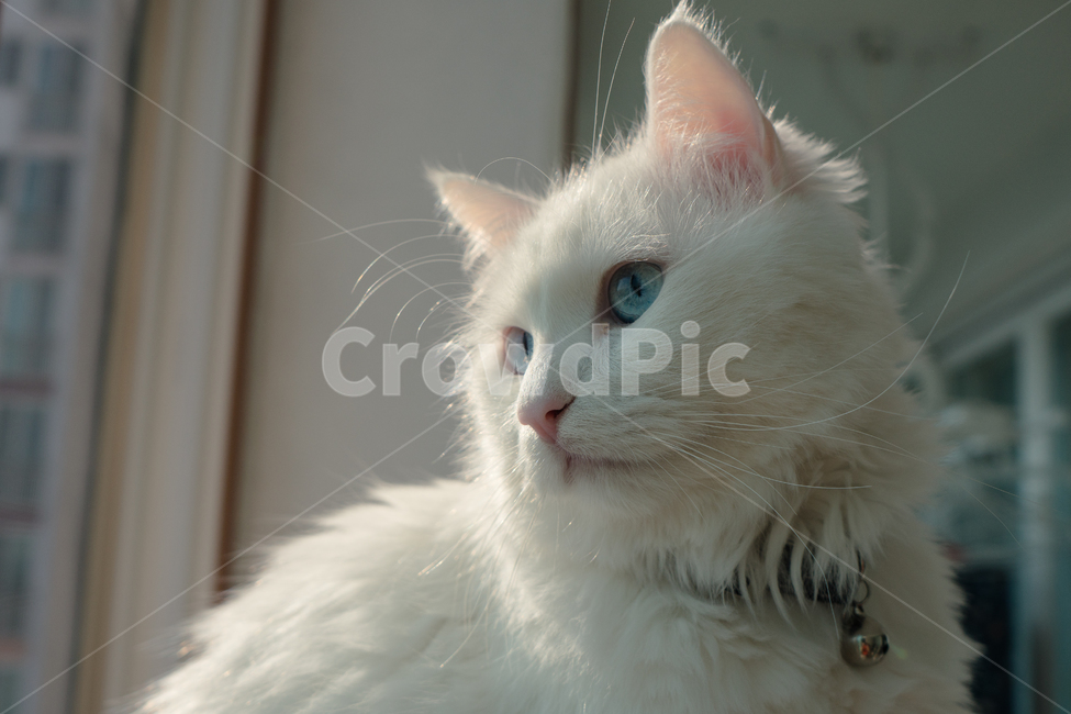 collars,side,profile,bell,kitty,mustache,head,whiskers,face,sunlight,daylight,cat,Bell