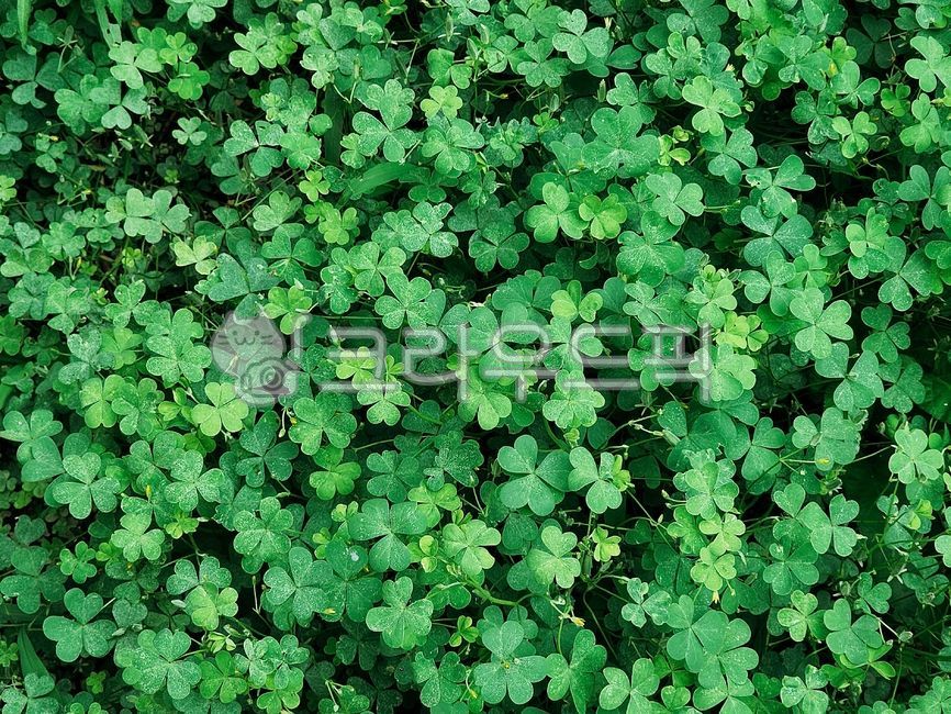 three leaf clover,clover,shamrock