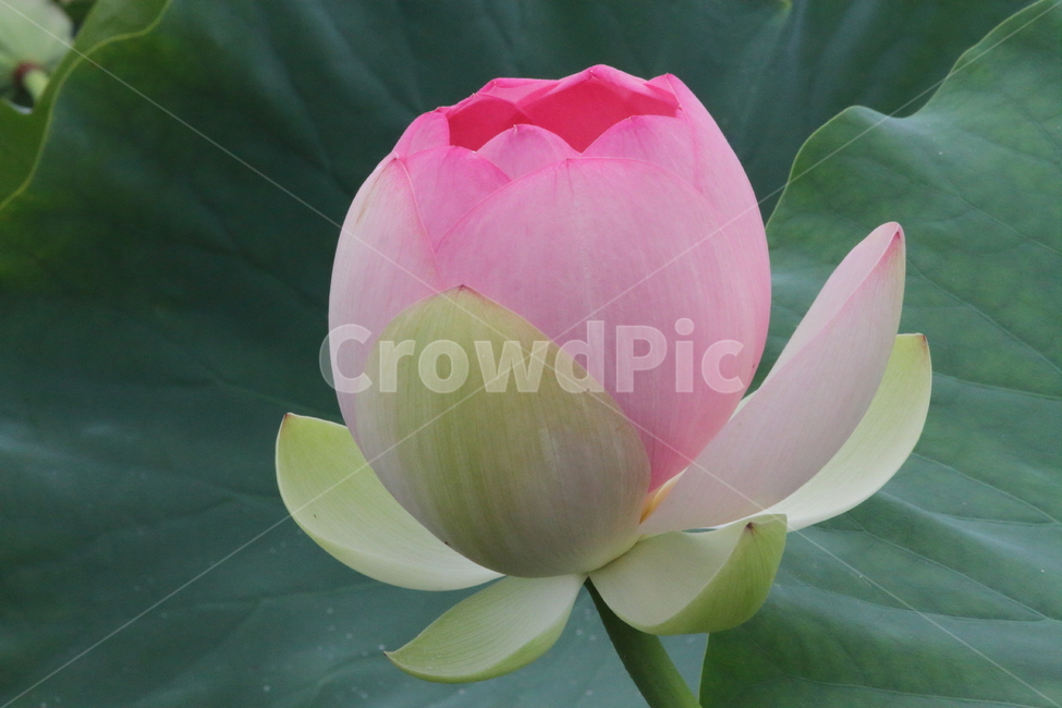 연,꽃,연꽃,식물,lotus,식물,자연,plants,nature,꽃,flower