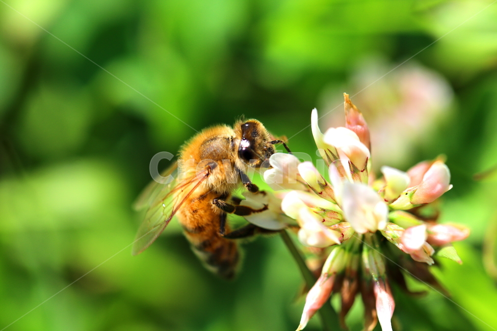 식물,꽃,동물,벌,곤충,벌레,식물,자연,plants,nature,꽃,flower,동물,animal,곤충,벌레,insect,bug