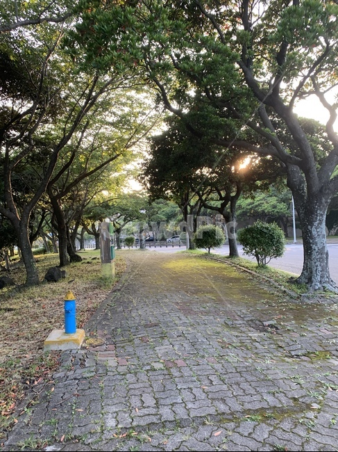 옥외,outdoors,나무,tree,path,길,treetrunk,나무줄기,나무,trees,wood
