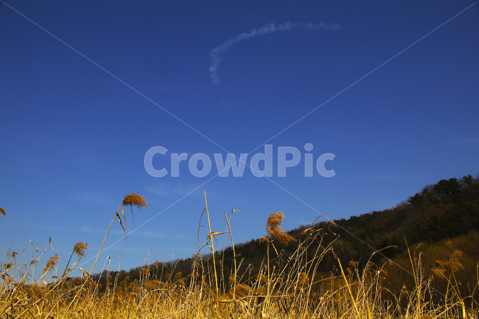 갈대,억새,풀,마른풀,하천,강,나무,가을,물,자연,풍경,nature,landscape,grass,잔디,plant,식물,outdoors,옥외,grassland,목초지,field,들