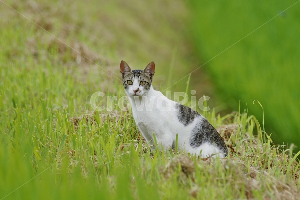 고양이,동물,들고양이,응시,눈맞춤,동물,animal,포유류,mammal,고양이,cat,kitten,kitty