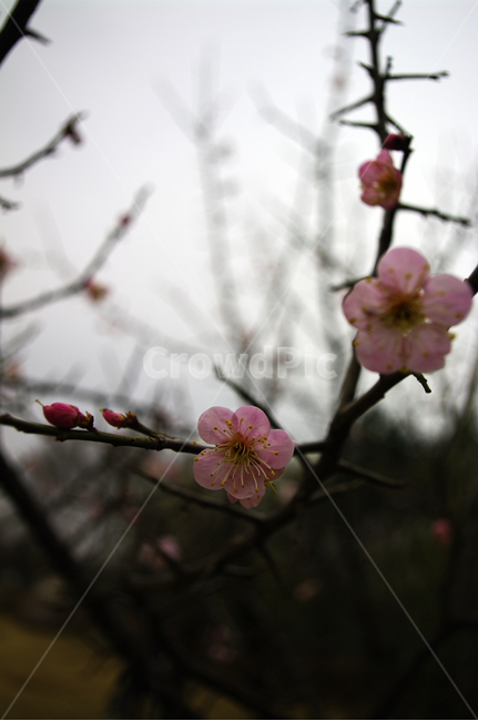 봄,spring,계절,식물,plant,자연,nature,꽃,flower,매화,식물,자연,plants,nature,꽃,flower