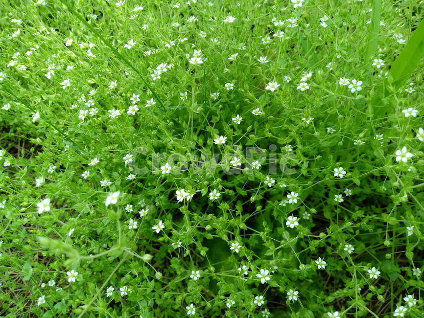 벼룩이자리,sandwort,좁쌀뱅이,모래별꽃,석죽과,쌍자엽식물,이판화,직립형식물