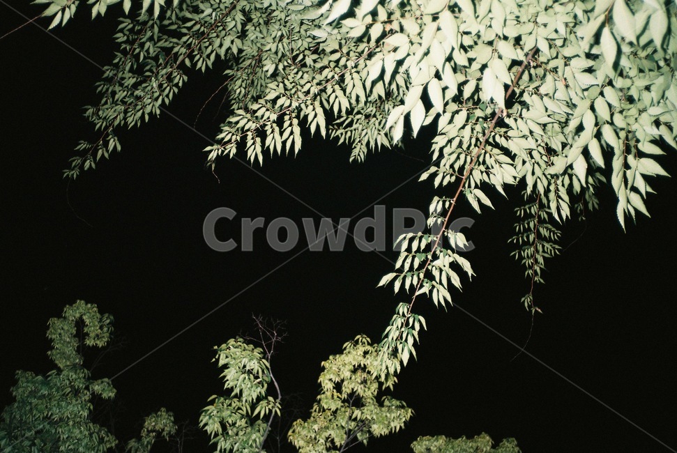 공원,야경,나무,밤,식물,필름,녹색